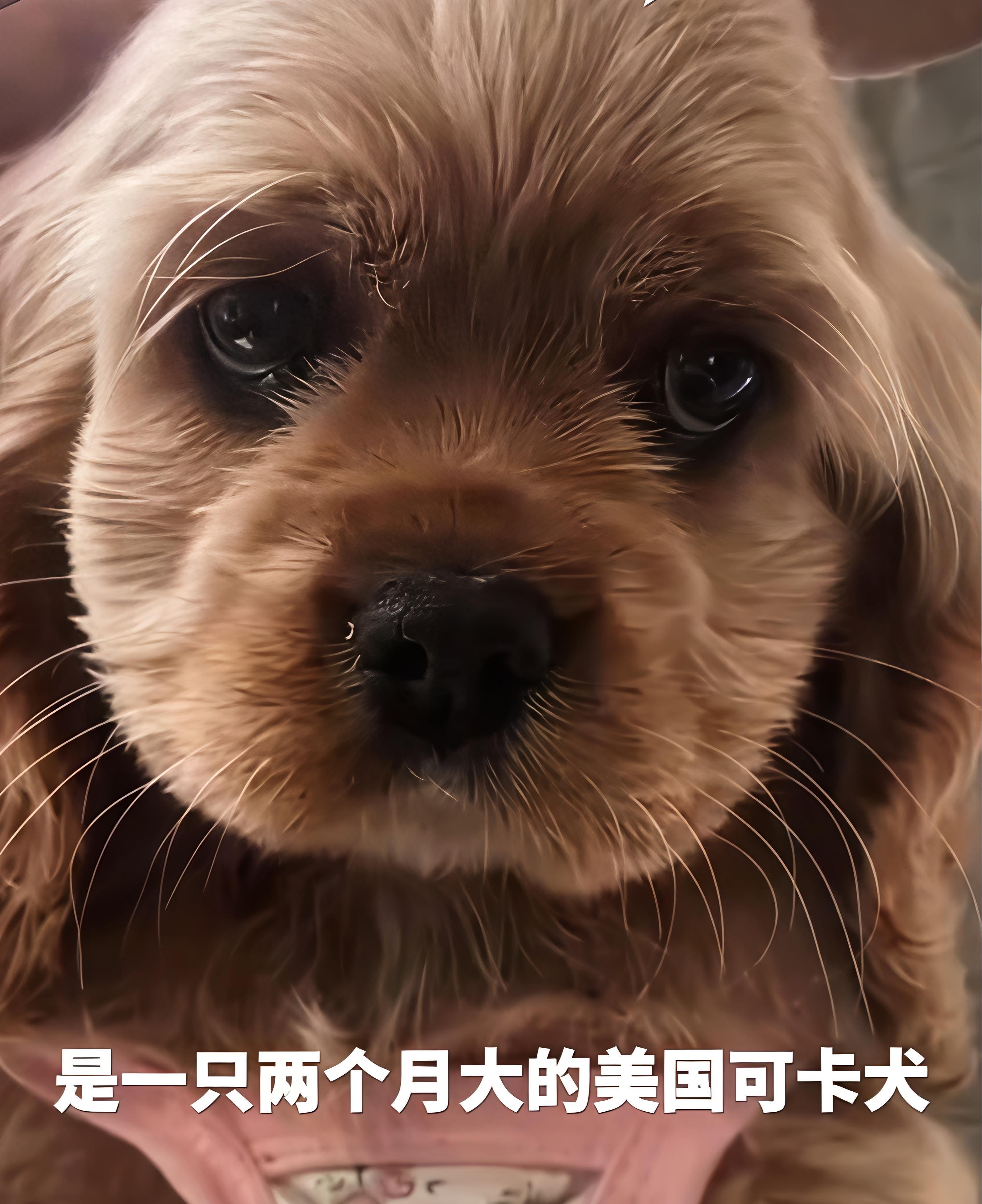 华体会网站-河北偷狗女子社会性死亡：人被拘了，名声臭了，更恶心的还在后面