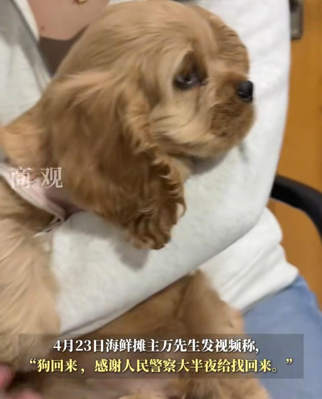 华体会网站-河北偷狗女子社会性死亡：人被拘了，名声臭了，更恶心的还在后面